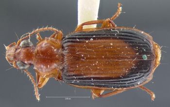 Media type: image;   Entomology 8186 Aspect: habitus dorsal view